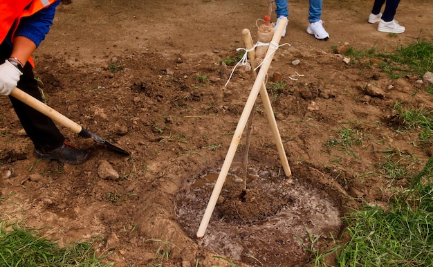 Plant a Lemon Tree Day Sat 18th, May 2024