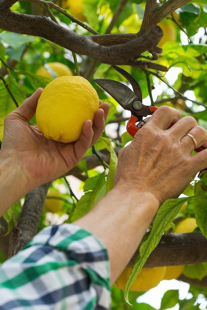 Plant a Lemon Tree Day Sat 18th, May 2024