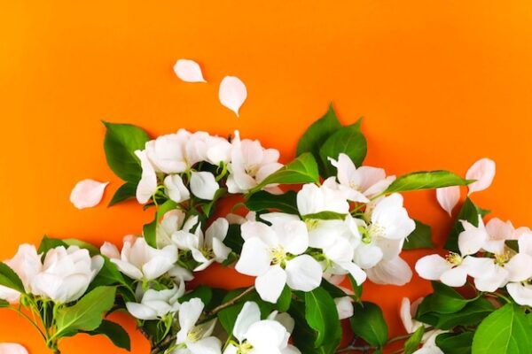 National Orange Blossom Day Thu 27th, Jun 2024