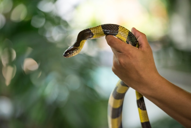 World Snake Day Tue 16th, Jul 2024