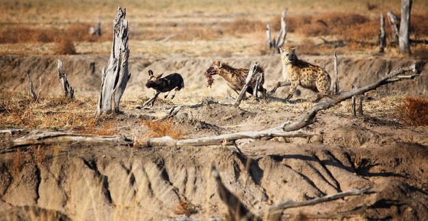 International Vulture Awareness Day Sat 07th, Sep 2024