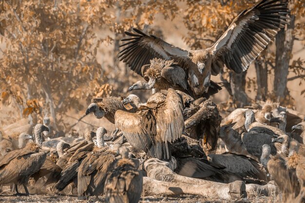 International Vulture Awareness Day Sat 07th, Sep 2024